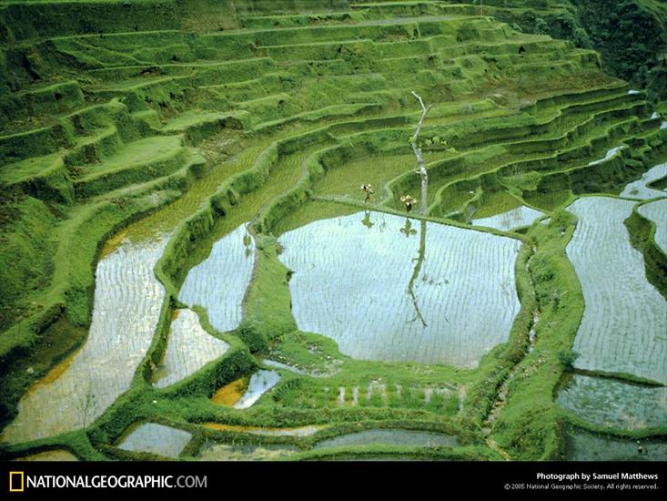Taki jest świat - rice-fields-154515-lw.jpg