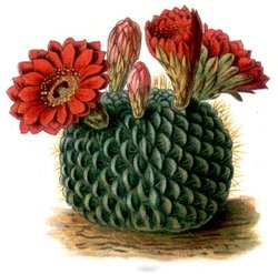 Kwitnące kaktusy - 250px-Kaktusy_echinocactus_cinnabarinus.jpg