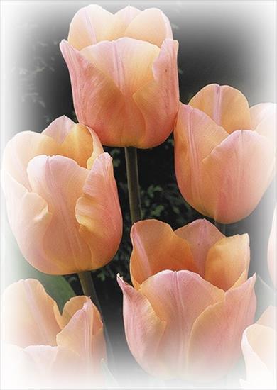Jpg-Tulipany - ee18f338bb5c-crop.jpg