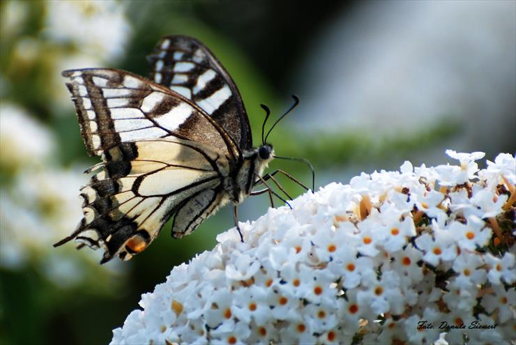 Paz królowej. Papilio machaon - DSC_9330A.jpg