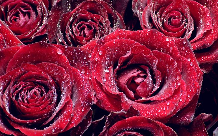 Roses Full HD Wallpapers 2560 X 1600 zdjecia - Rose_009019.jpg