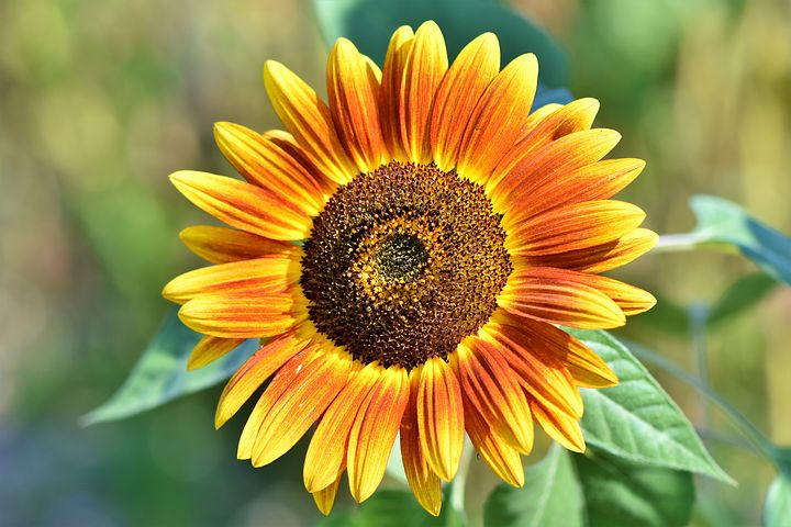 Słoneczniki - sunflower-3614728__480.jpg